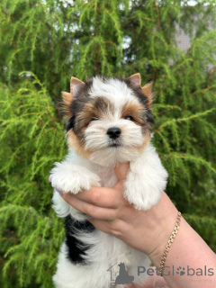 Photo №4. Je vais vendre biewer yorkshire terrier en ville de Orcha. de la fourrière, éleveur - prix - négocié