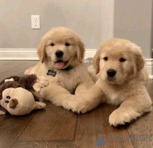 Photo №3. Golden Retriever Welpen Verfügbar Für. Allemagne