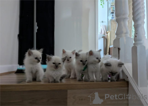 Photo №1. ragdoll - à vendre en ville de Aalborg | 350€ | Annonce № 153865