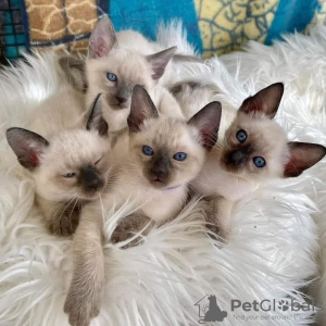 Photo №3. kauniita siamilaisia kissanpentuja. La finlande