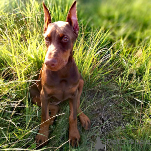 Photo №1. dobermann - à vendre en ville de Bünsdorf | 900€ | Annonce №149009
