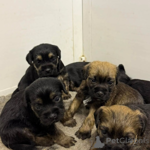 Photo №2 de l'annonce № 175420 de la vente border terrier - acheter à Lituanie annonce privée, éleveur