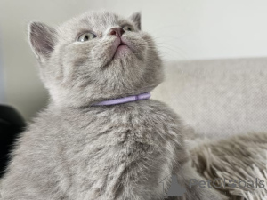 Photo №1. british shorthair - à vendre en ville de Brighton et Hove | négocié | Annonce № 170573