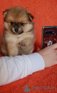 Photo №1. spitz nain - à vendre en ville de Mayrhofen | négocié | Annonce №139017