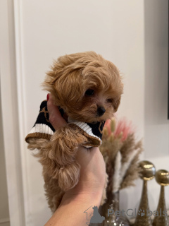 Photo №1. maltipu - à vendre en ville de Munich | négocié | Annonce №163591