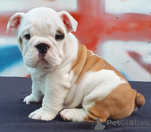 Photo №4. Je vais vendre bulldog anglais en ville de Odessa. de la fourrière - prix - 663€