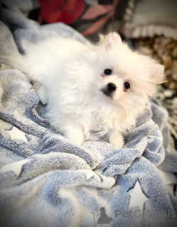 Photo №2 de l'annonce № 146675 de la vente spitz nain - acheter à Biélorussie annonce privée