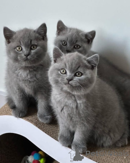 Photo №1. british shorthair - à vendre en ville de Espoo | négocié | Annonce № 168322