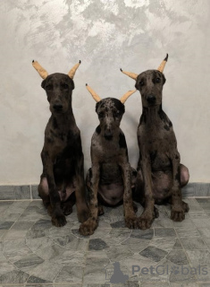 Photo №1. dobermann - à vendre en ville de Belgrade | négocié | Annonce №120007