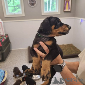 Photo №1. dobermann - à vendre en ville de Genève | négocié | Annonce №166410