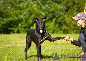 Photo №1. chien bâtard - à vendre en ville de Électrostal | 1€ | Annonce №151420
