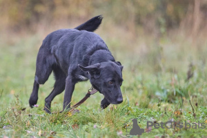 Photos supplémentaires: Artie, le bel homme yakoute, cherche une famille.