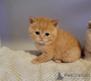 Photo №2 de l'annonce № 89830 de la vente british shorthair - acheter à Allemagne annonce privée