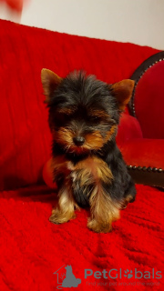 Photos supplémentaires: Chiots yorkshire terrier à vendre