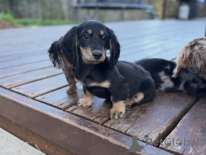 Photo №3. Adorables mini chiots teckel prêts pour leur maison pour toujours !. Allemagne