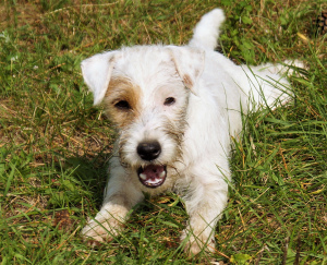 Photo №3. Chiots Parson Russell Terrier. Biélorussie