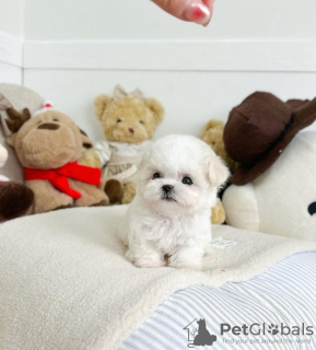 Photo №1. bichon à poil frisé - à vendre en ville de Jastrzębia Góra | 369€ | Annonce №13601