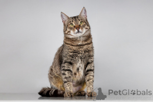 Photo №1.  - à vendre en ville de Khimki | Gratuit | Annonce № 166044