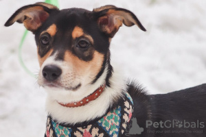 Photo №2 de l'annonce № 77413 de la vente chien bâtard - acheter à Fédération de Russie annonce privée