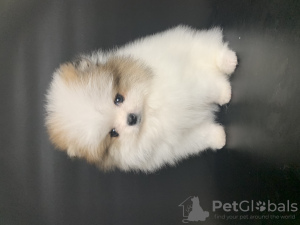 Photo №3. Chiots Spitz de Poméranie.. Canada