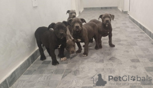 Photo №4. Je vais vendre american bully en ville de Belgrade. éleveur - prix - négocié