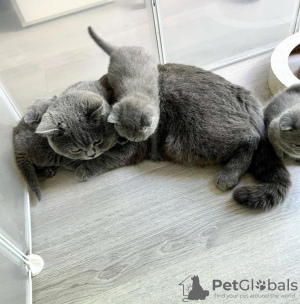 Photo №1. british shorthair - à vendre en ville de Rye | 265€ | Annonce № 122945