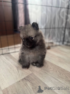 Photo №3. Chiot Spitz. Israël