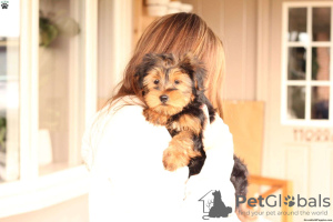 Photo №3. PETITS CHIOTS YORKIE POO. Allemagne