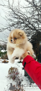 Photo №2 de l'annonce № 80755 de la vente chien bâtard - acheter à Fédération de Russie de la fourrière, éleveur