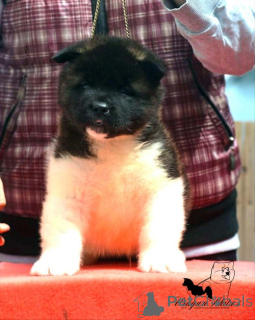 Photo №3. Chiots Akita américains. Serbie