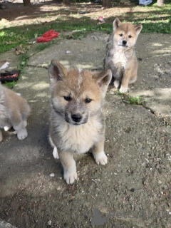 Photo №3. Chiots Akita japonais. Serbie