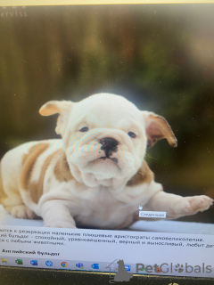 Photo №4. Je vais vendre bulldog anglais en ville de Daugavpils. de la fourrière - prix - négocié