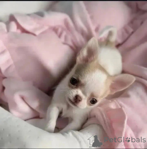 Photo №1.  - à vendre en ville de Beton-Bazoches | Gratuit | Annonce №164729