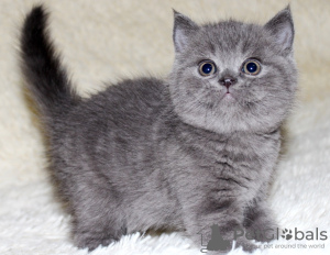 Photo №2 de l'annonce № 118713 de la vente scottish fold - acheter à La finlande 