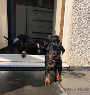 Photo №1. dobermann - à vendre en ville de Tampere | Gratuit | Annonce №129388
