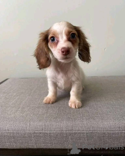 Photo №3. Disponible Contrôle vétérinaire À jour Vermifuge Vacciné Tellement ludique avec. Allemagne