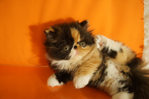 Photo №3. Chatterie de chats persans et exotiques. Fédération de Russie