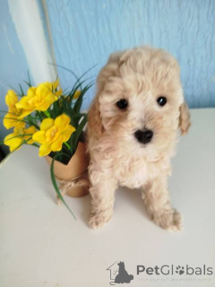 Photo №3. Chiots caniches toy couleur abricot. Serbie