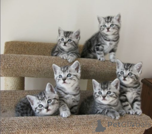Photo №1. british shorthair - à vendre en ville de Aizlingen | 350€ | Annonce № 147306