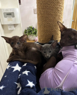 Photo №1. oriental shorthair - à vendre en ville de Quinto | 350€ | Annonce № 169326