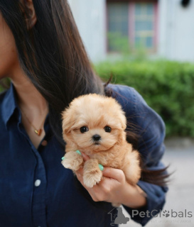 Photo №1. maltipu - à vendre en ville de Helsinki | 650€ | Annonce №158250