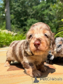 Photo №1. teckel - à vendre en ville de Dublin | négocié | Annonce №160275