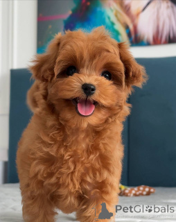 Photo №1. bichon maltais - à vendre en ville de Amsterdam | 1100€ | Annonce №163962