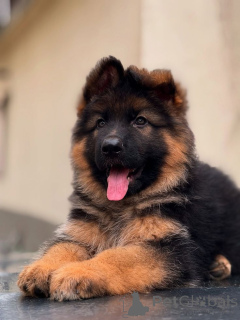 Photo №1. berger allemand - à vendre en ville de Sance Paulo | 484€ | Annonce №168018