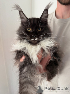 Photo №2 de l'annonce № 155397 de la vente maine coon - acheter à Norvège annonce privée