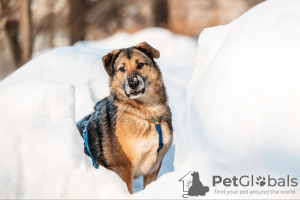 Photo №2 de l'annonce № 130126 de la vente chien bâtard - acheter à Fédération de Russie de l'abri