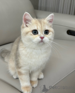 Photo №1. british shorthair - à vendre en ville de Chalut | négocié | Annonce № 157999