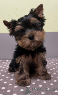 Photo №2 de l'annonce № 89560 de la vente yorkshire terrier - acheter à Suède annonce privée