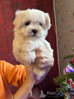 Photo №1. bichon maltais - à vendre en ville de Miami | 284€ | Annonce №87550