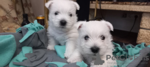 Photos supplémentaires: Meilleurs chiots West Highland White Terrier à vendre